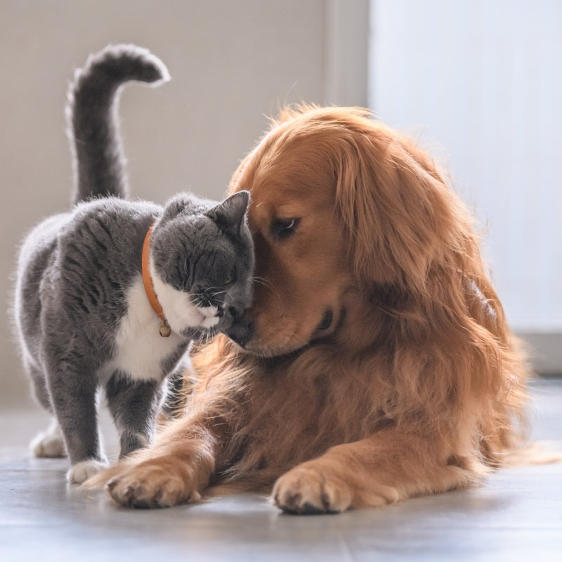 SKYLAR - CBD Oil for Pets