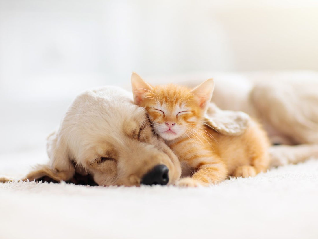 A cute cat and dog sleeping together