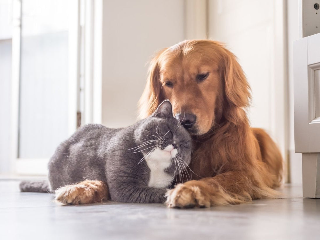 Sleeping cat laying on a dogs paw