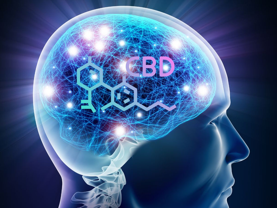 CBD Effects On Brain - Animated image of human brain with CBD overlay.