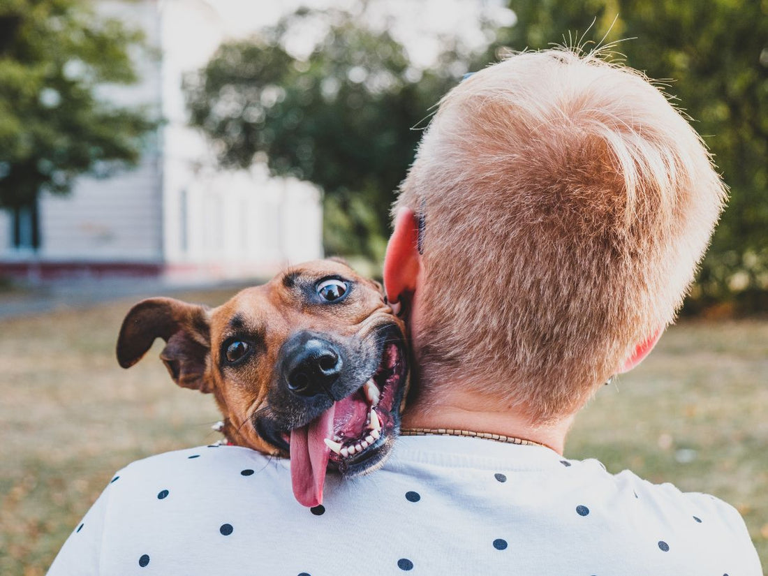 CBD for hyperactive dogs