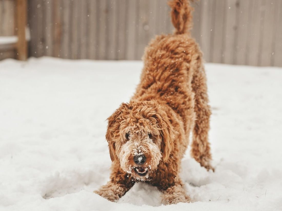 Dog playing in the snow