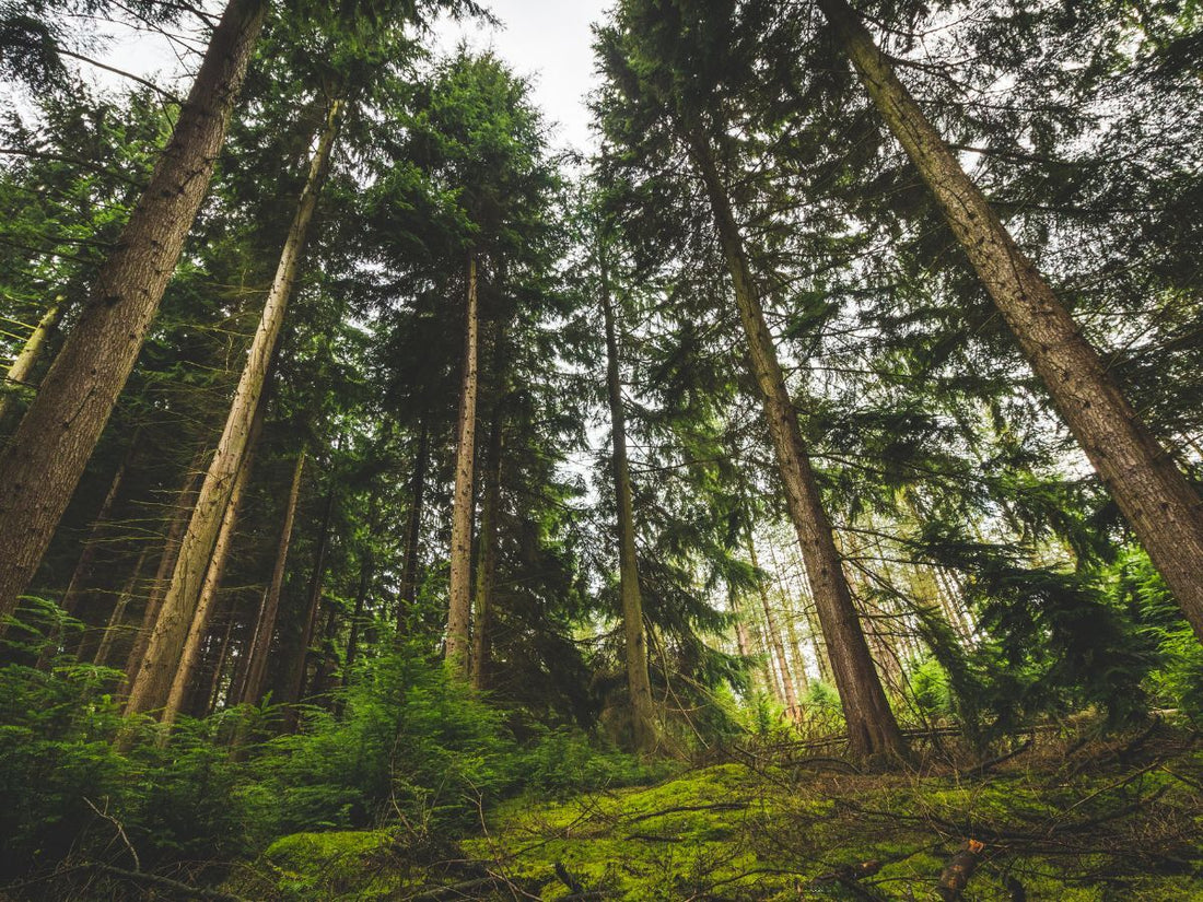 Camphene Terpene plants in a forest