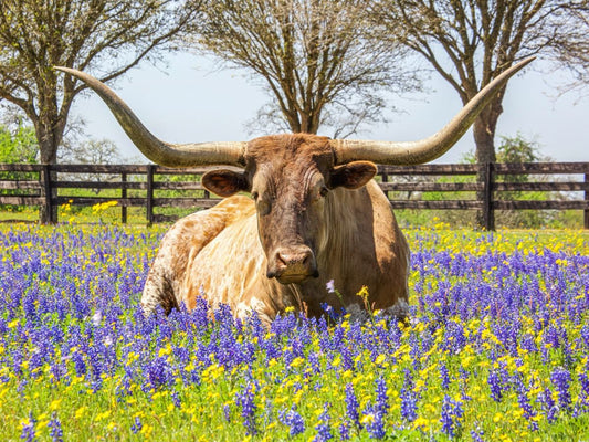 A cow sitting and in a farm