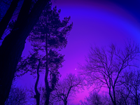 Granddaddy Purple: The Legendary Indica for Deep Relaxation and Relief