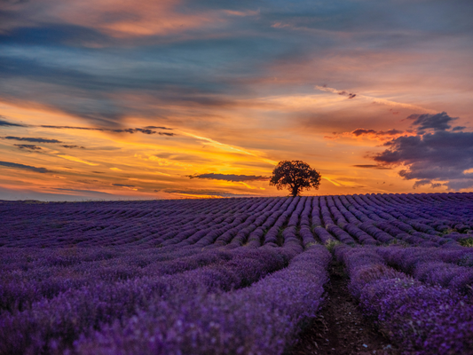 Linalool Terpene and Its Effects