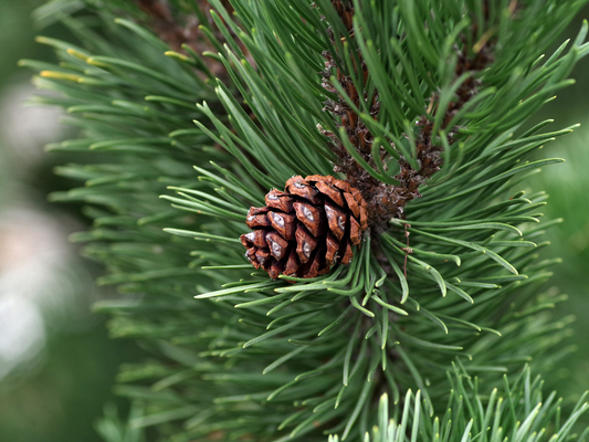 Pinene Terpene and Its Effects