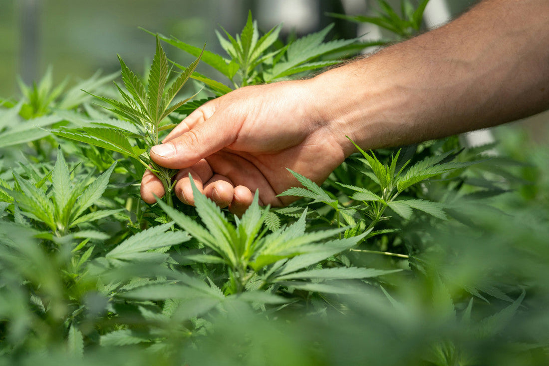 cbd vs delta 8