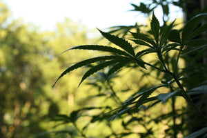 THC Tolerance Break: How Long to Reset THC Tolerance