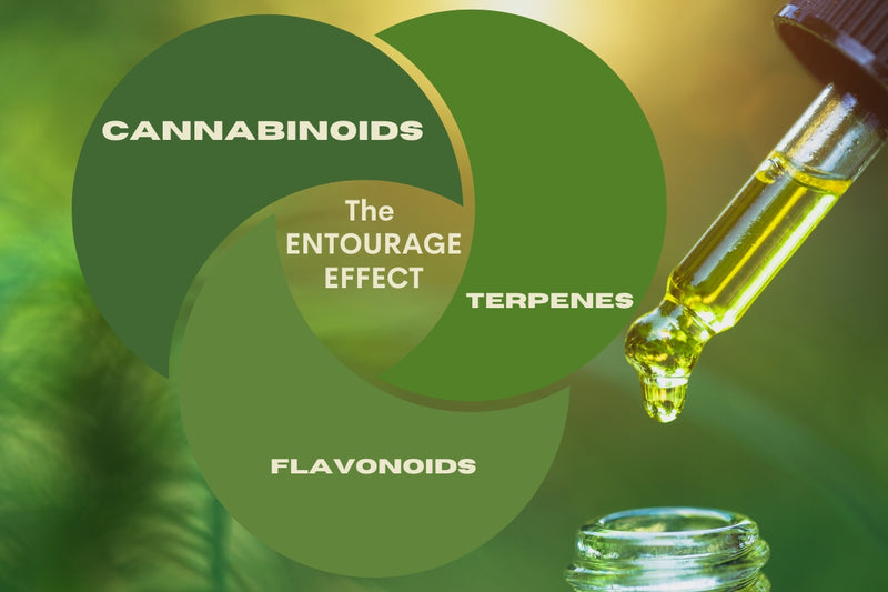 WHAT MAKES FULL SPECTRUM CBD DIFFERENT?