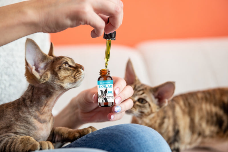 FULL-SPECTRUM CBD FOR PETS
