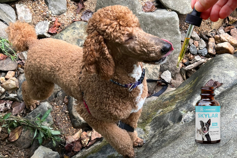 START YOUR PET'S CBD JOURNEY WITH CANNOVIA