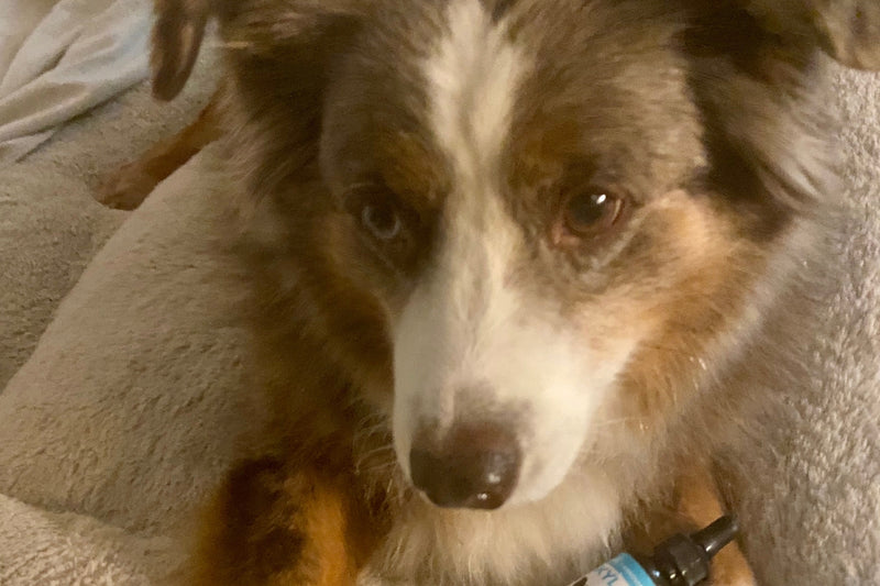Pawsome Results!