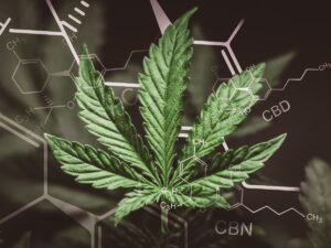 CBN for Sleep - The Complete Breakdown 2 A cannabis leaf.